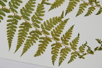 熱帶鱗蓋蕨藏品圖，第3張