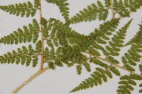 熱帶鱗蓋蕨藏品圖，第4張