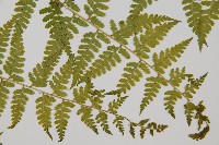 熱帶鱗蓋蕨藏品圖，第5張