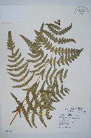 栗蕨藏品圖，第1張