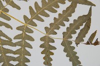 栗蕨藏品圖，第3張