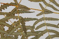 栗蕨藏品圖，第4張