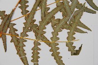 栗蕨藏品圖，第5張