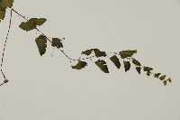 半月形鐵線蕨藏品圖，第3張