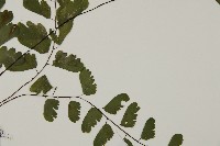 半月形鐵線蕨藏品圖，第4張