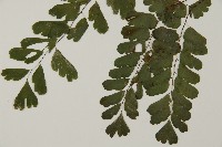 半月形鐵線蕨藏品圖，第5張