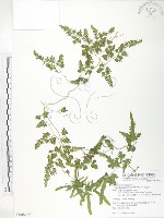 海金沙藏品圖，第1張