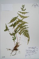 光囊紫柄蕨藏品圖，第1張