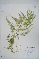 全緣卷柏藏品圖，第1張