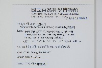 全緣卷柏藏品圖，第2張