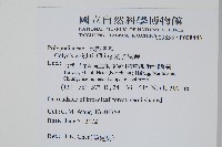 萊氏線蕨藏品圖，第2張