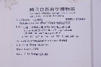 翅柄三叉蕨藏品圖，第2張