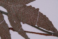 翅柄三叉蕨藏品圖，第3張