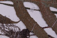 翅柄三叉蕨藏品圖，第4張