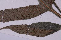 翅柄三叉蕨藏品圖，第5張