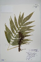 大線蕨藏品圖，第1張