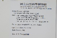 大線蕨藏品圖，第2張