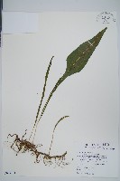 萊氏線蕨藏品圖，第1張