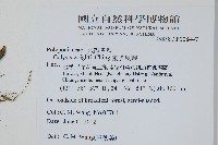 萊氏線蕨藏品圖，第2張