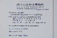 臺灣車前蕨藏品圖，第2張