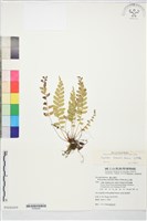 臺灣耳蕨藏品圖，第2張
