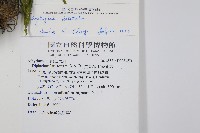 廣葉鋸齒雙蓋蕨藏品圖，第2張