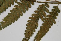 廣葉鋸齒雙蓋蕨藏品圖，第3張