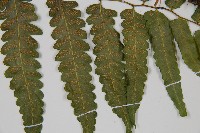 廣葉鋸齒雙蓋蕨藏品圖，第4張