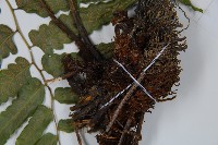 廣葉鋸齒雙蓋蕨藏品圖，第5張