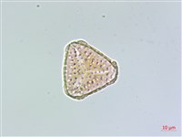 相馬氏石杉藏品圖，第2張