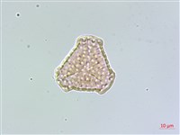 相馬氏石杉藏品圖，第4張