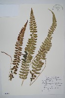 軟骨耳蕨藏品圖，第1張