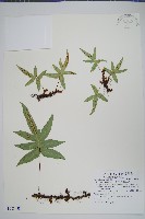 玉山茀蕨藏品圖，第1張