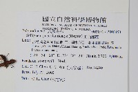 玉山茀蕨藏品圖，第2張