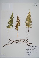 馬來陰石蕨藏品圖，第1張