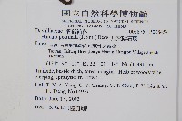 馬來陰石蕨藏品圖，第5張