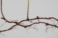 馬來陰石蕨藏品圖，第6張