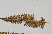 馬來陰石蕨藏品圖，第7張