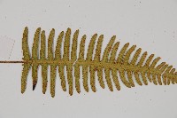 馬來陰石蕨藏品圖，第8張