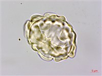 馬來陰石蕨藏品圖，第2張