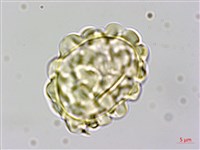 馬來陰石蕨藏品圖，第3張