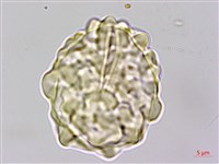 馬來陰石蕨藏品圖，第4張