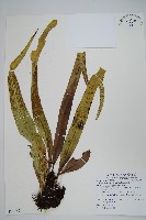 星蕨藏品圖，第1張