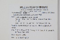 星蕨藏品圖，第2張