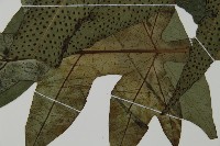 翅柄三叉蕨藏品圖，第5張