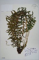 無腺毛蕨藏品圖，第1張