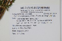 無腺毛蕨藏品圖，第2張