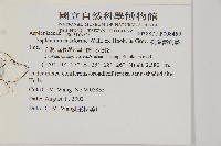 劍葉鐵角蕨、箭葉鐵角蕨藏品圖，第2張