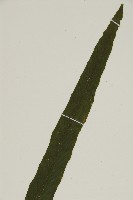 劍葉鐵角蕨、箭葉鐵角蕨藏品圖，第3張