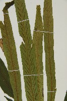 劍葉鐵角蕨、箭葉鐵角蕨藏品圖，第4張